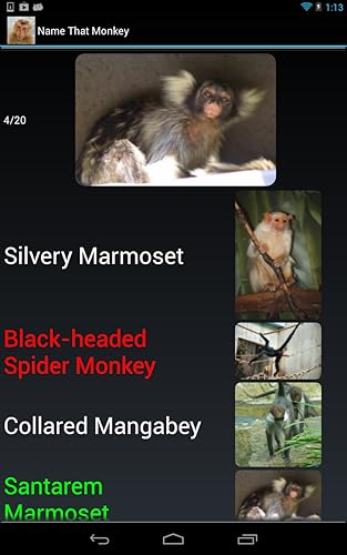 Macaco espécie Trivia Quiz