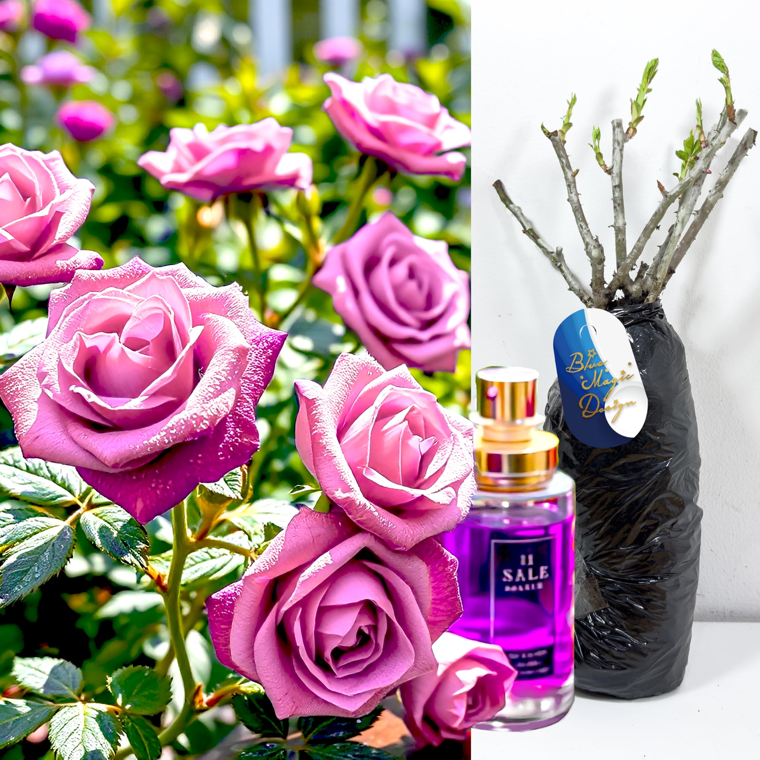 Perfume Rose - Purple Waltz Time Bush Rose Live Outdoor Flowering Garden Plant Hardy Shrub Bare Root Vibrant Purple Fragrant Blooms Cottage Garden Patio Border Landscaping