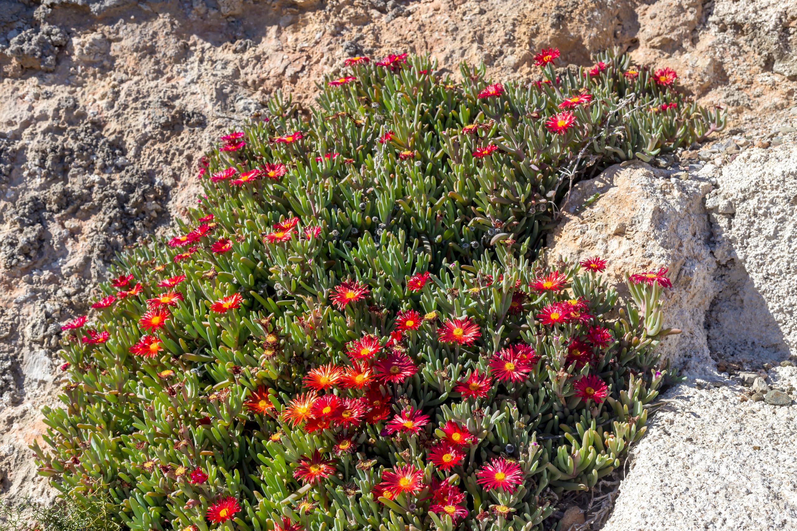 Stauden Gänge 10 x Delosperma cultorum 'Jewel of Desert Sunstone'