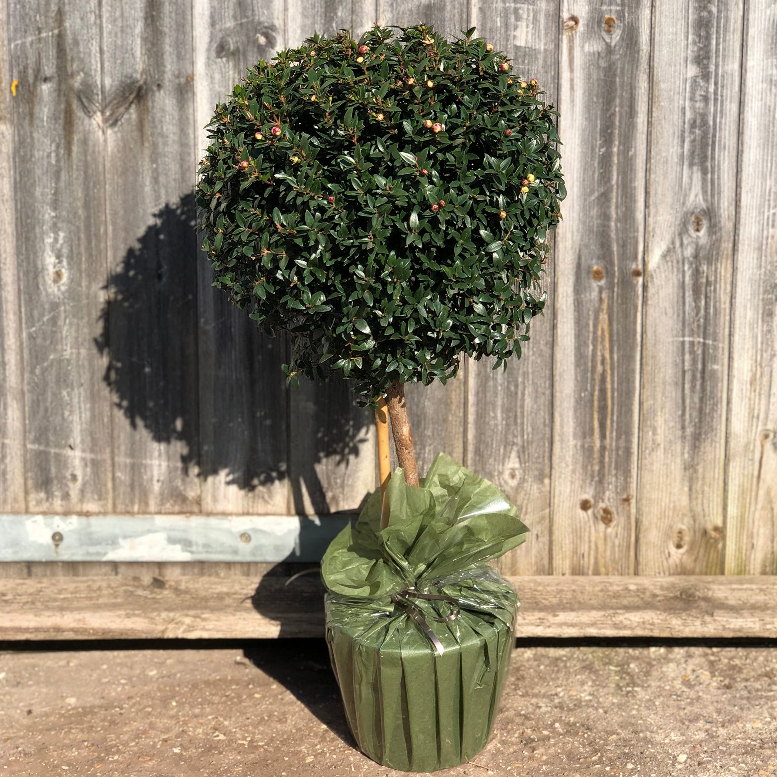 Mini Myrtle Tree - Myrtus macrophylla 50cm 3L