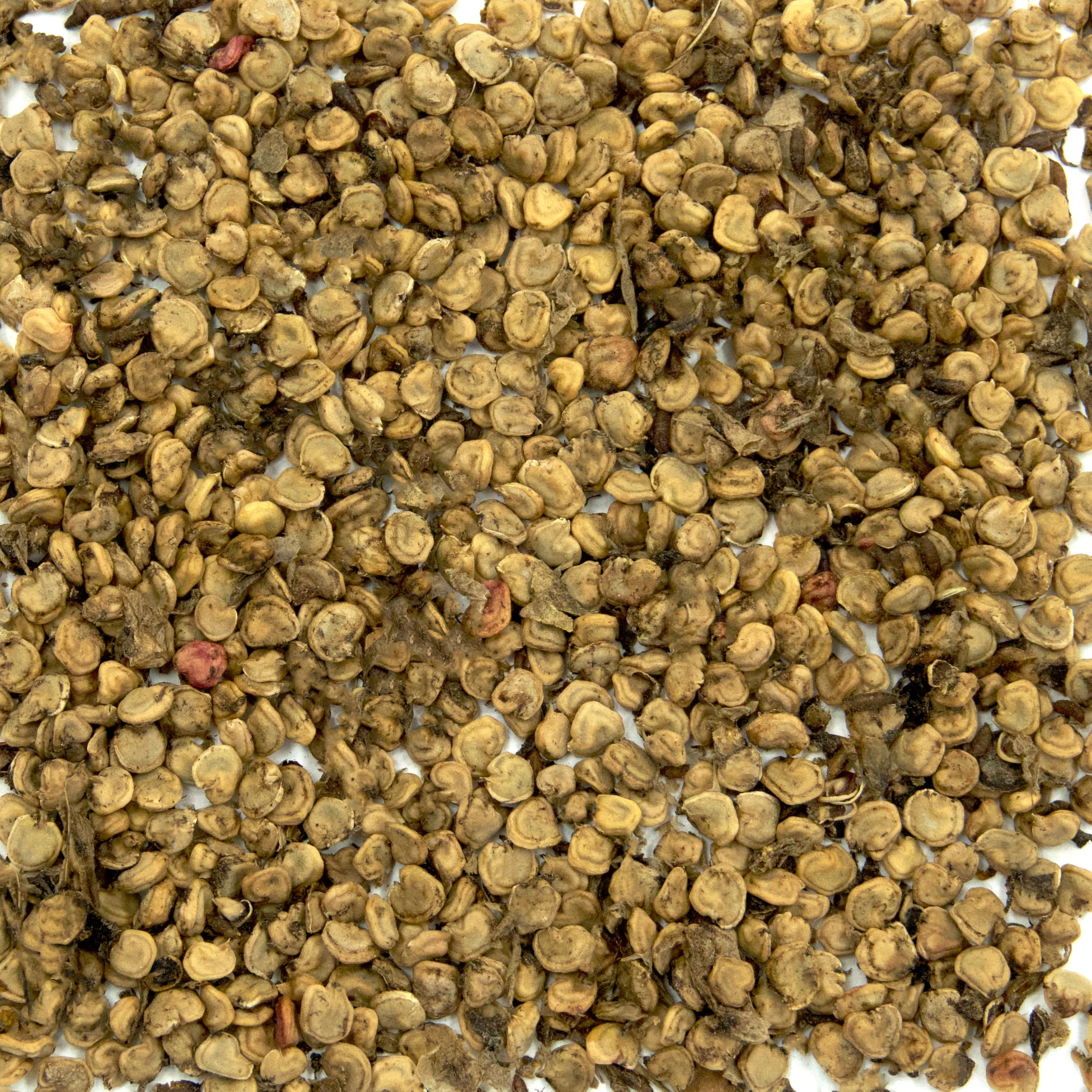 Amazon.com : Eastern Prickly Pear Cactus Seeds (Opuntia humifusa) Packet of  5 Seeds : Patio, Lawn & Garden