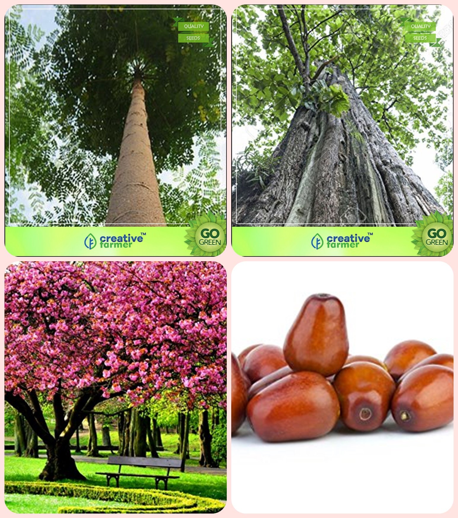 Creative Farmer Tree Seeds Plant Malabar Neem -Plywood Tree,Teak Seeds,Peach,Plum Combo For Home Garden Timber Species & Timber Species/Shade Tree & Fruit Seeds Seeds