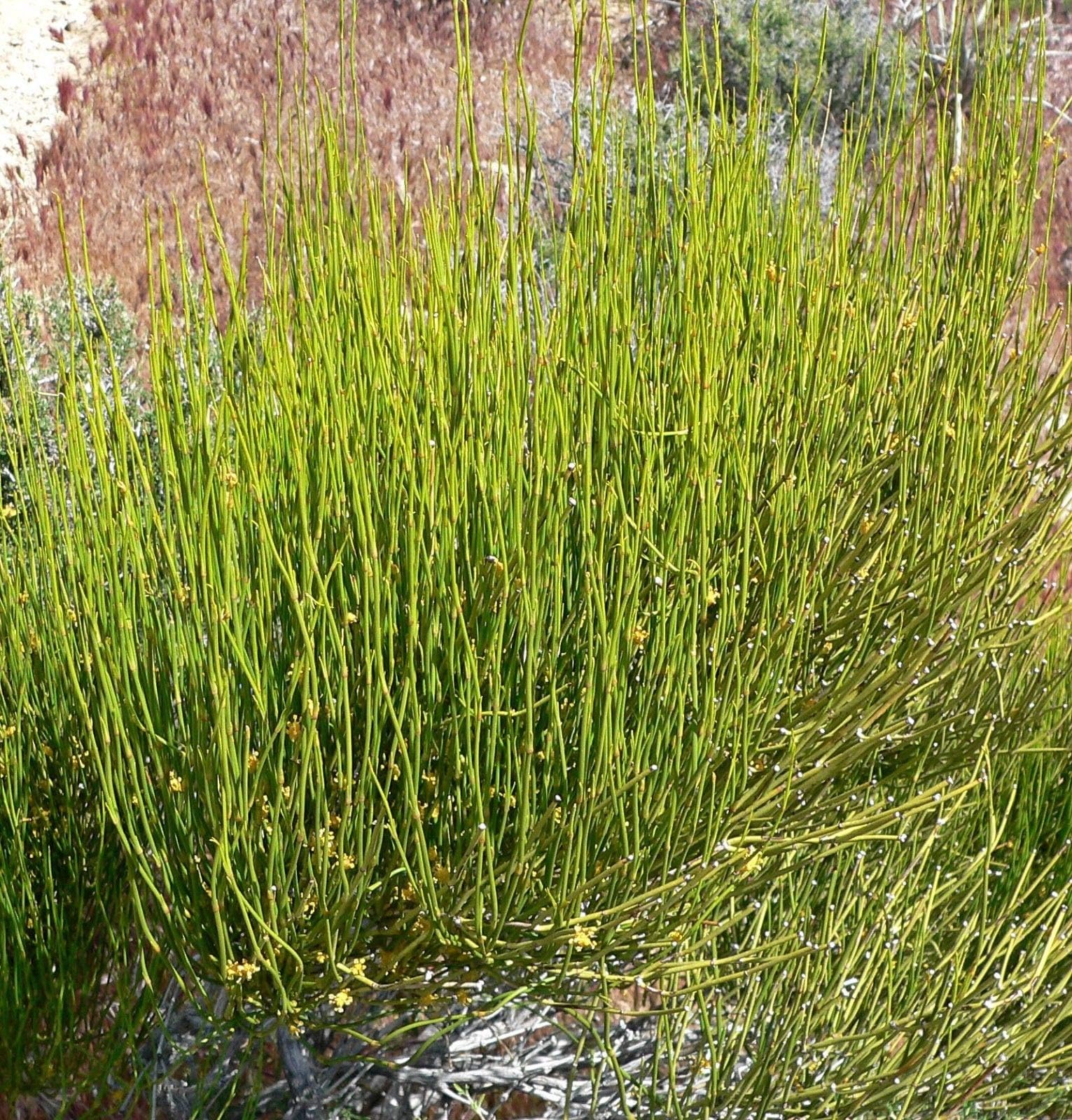 Ephedra Viridis Seeds - Green Ephedra - Green Mormon Tea (10)