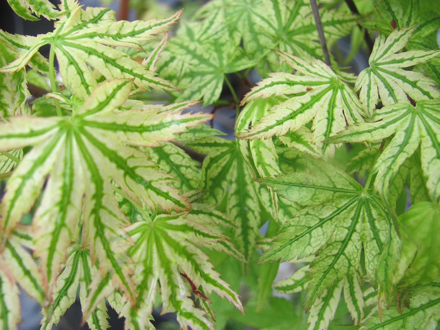 Alpenweiss Japanese Maple 3 - Year Graft