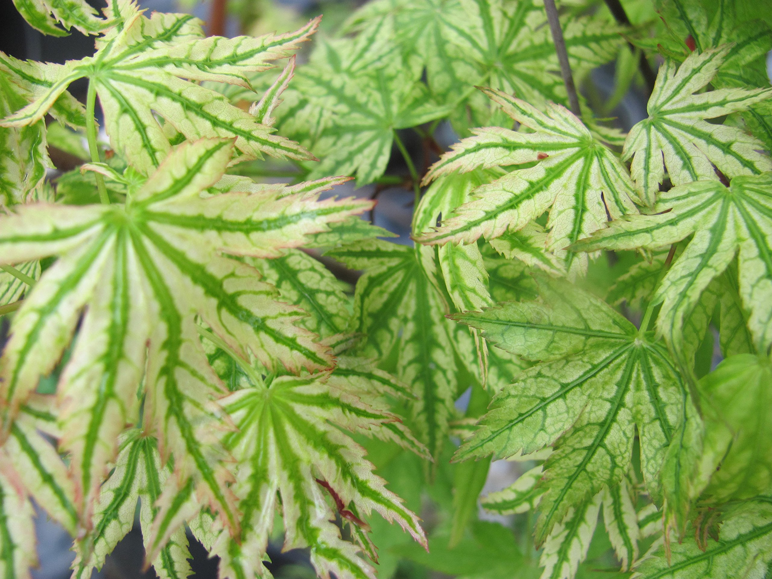 Amazon.com : Alpenweiss Japanese Maple Tree - 2-Year Plant for