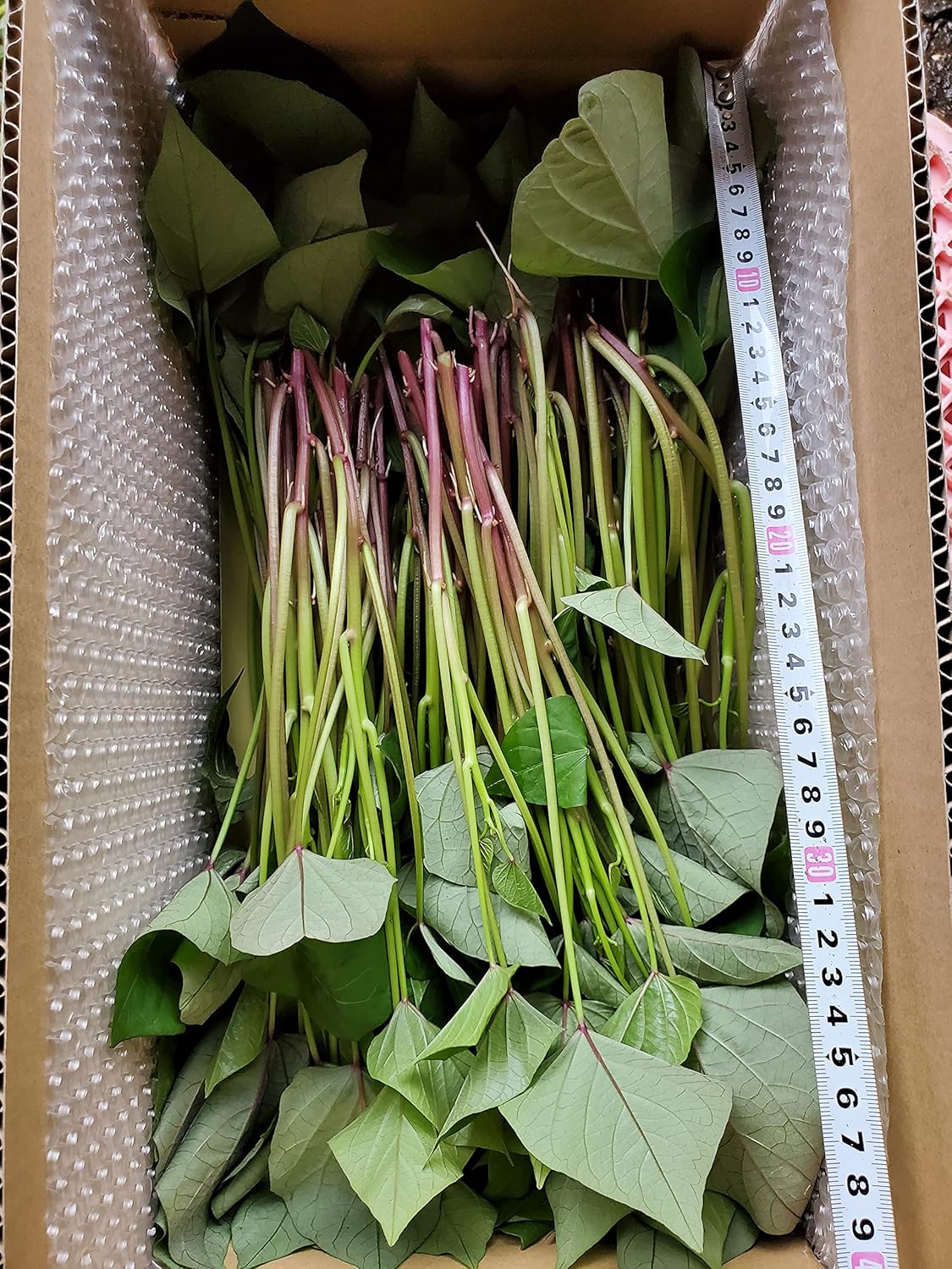 柔らかい さつまいも苗ー200本 aob.adv.br