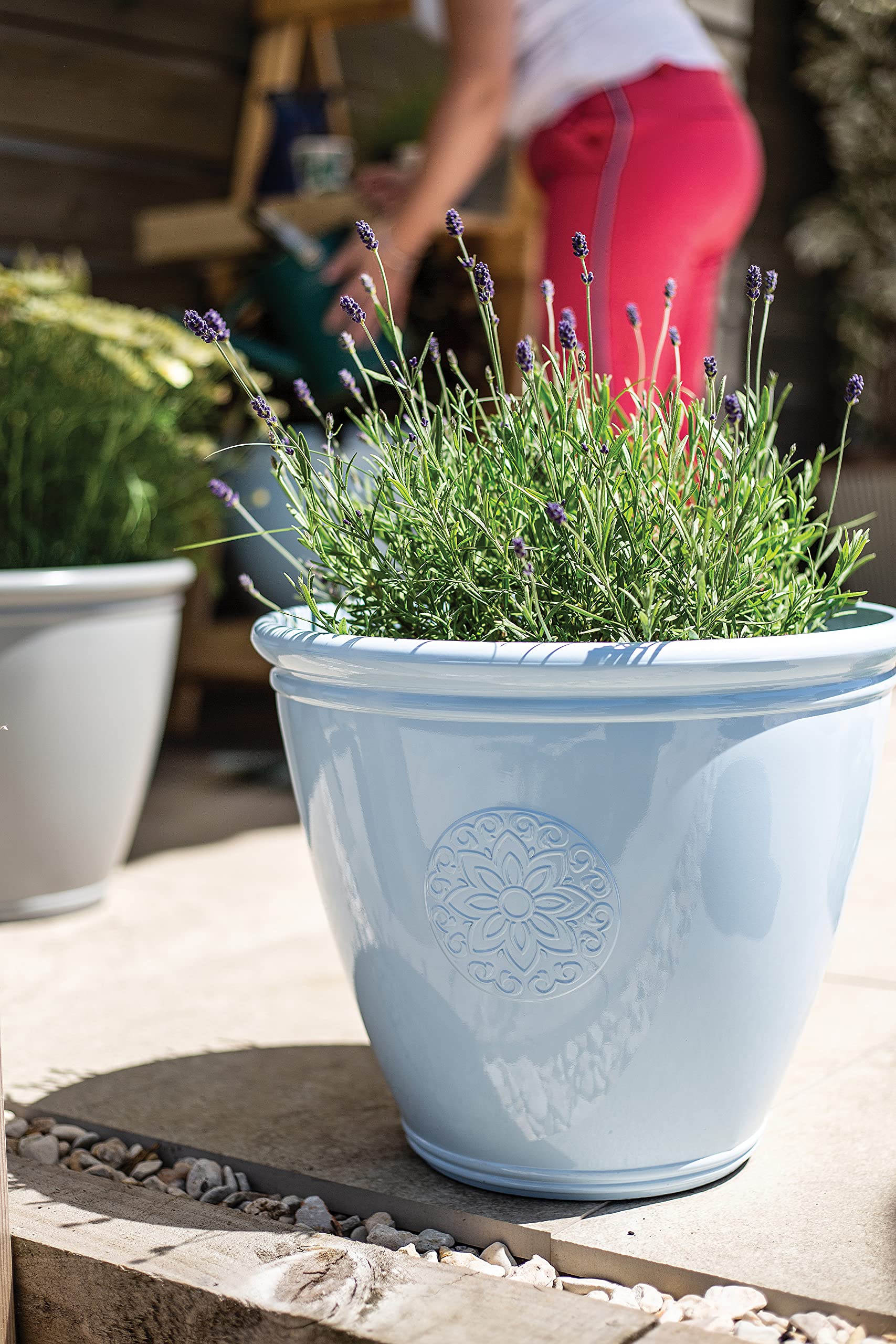 buy blueberry plants Top Hat Dwarf Blueberry
