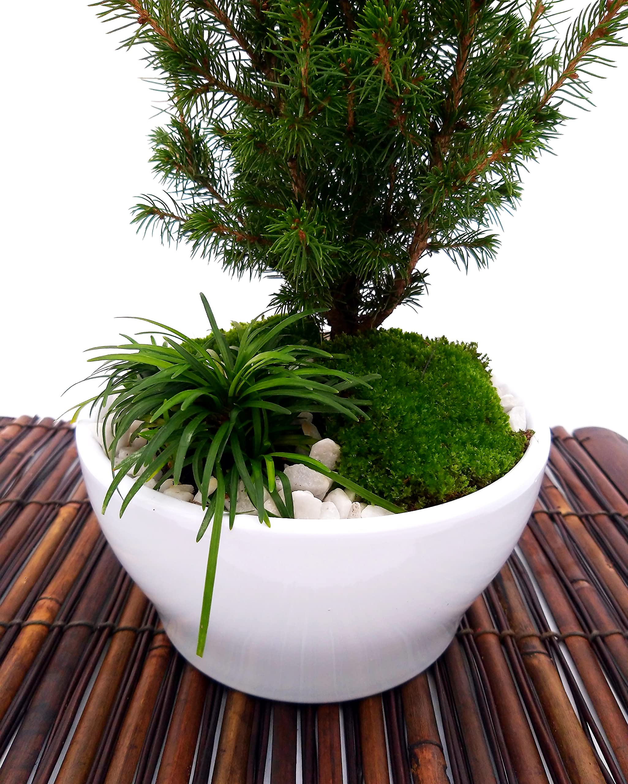 POWERS TO FLOWERS - ABETE BONSAI IN CIOTOLA CERAMICA BASSA, CON OPHIOPOGON, MUSCHIO E DECORAZIONI, CONIFERA BONSAI, CIPRESSO, CORREDATO CON STUOIA IN LEGNO, piante vere