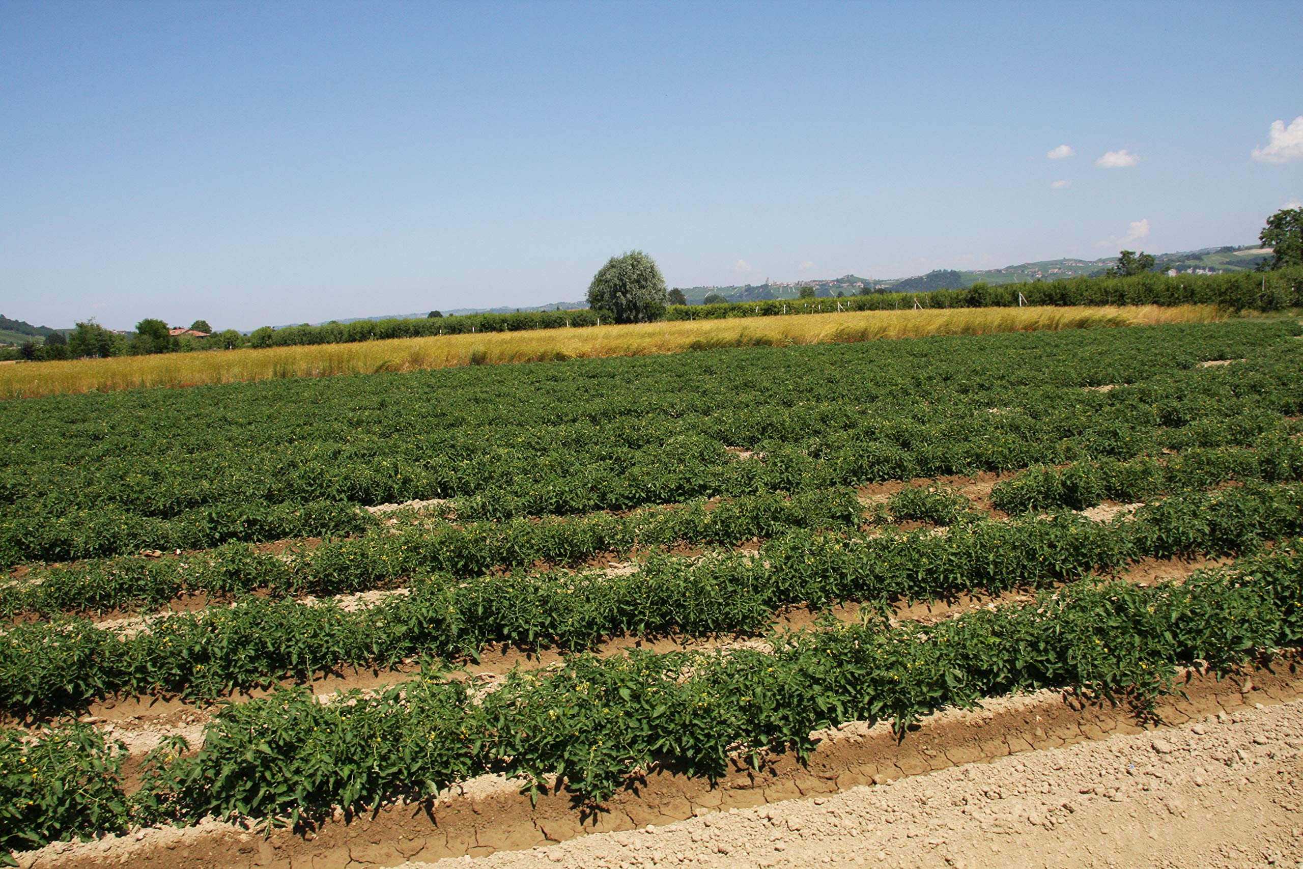 Mariangela Prunotto Empresa Agricola Ocet jabłkowy organiczny niefiltrowany z matką 250 ml 6 sztuk