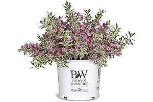 Premier Plant Solutions 18341 Proven Winners Weigela My Monet, 2 Gallon