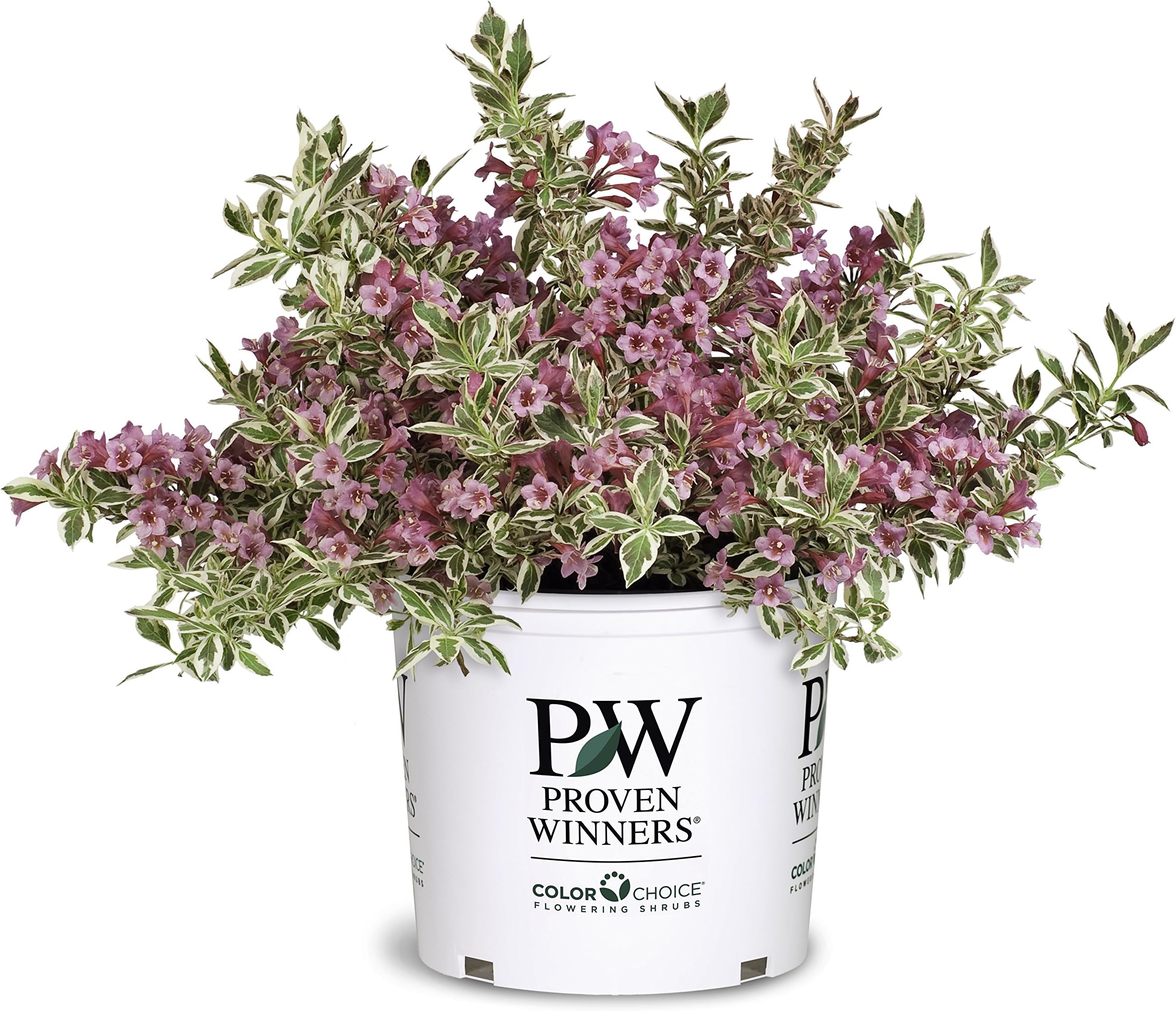 Weigela My Monet G2 PW