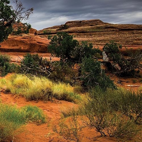 Miniatura 10 de Galápagos (05400) - Adhesivos de fondo de terrario, 11.125 x 36 pulgadas, bosque