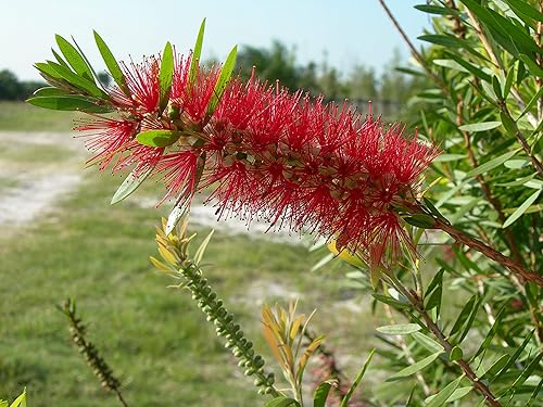 Miniatura 4 de Bottlebrush Tree  Planta de tamaño de 1 galón vivo  Clúster rojo Callistemon Citrinus  Ave tolerante a la sequía que atrae arbustos