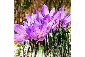 100Pcs Saffron Crocus Plant Seeds: Cultivating Culinary Gold in Your Garden