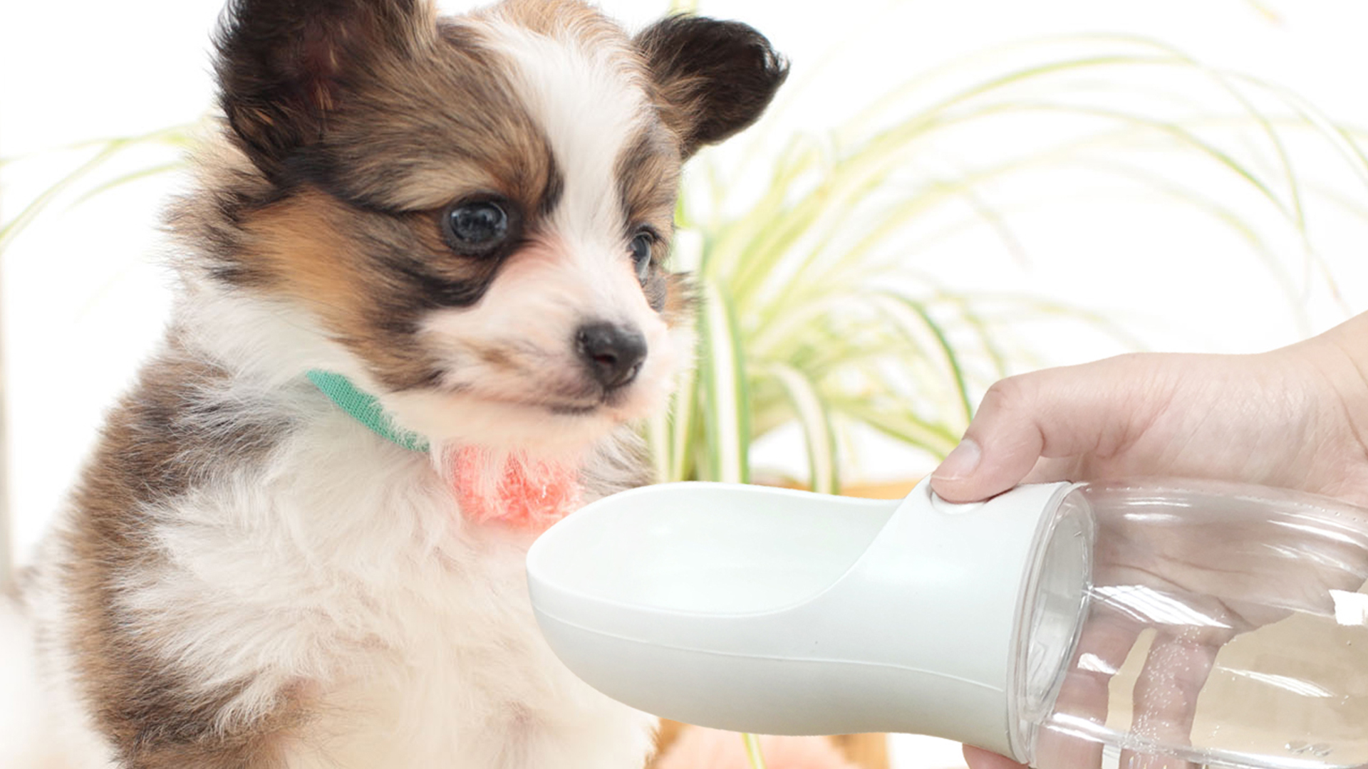 qqpets dog water bottle