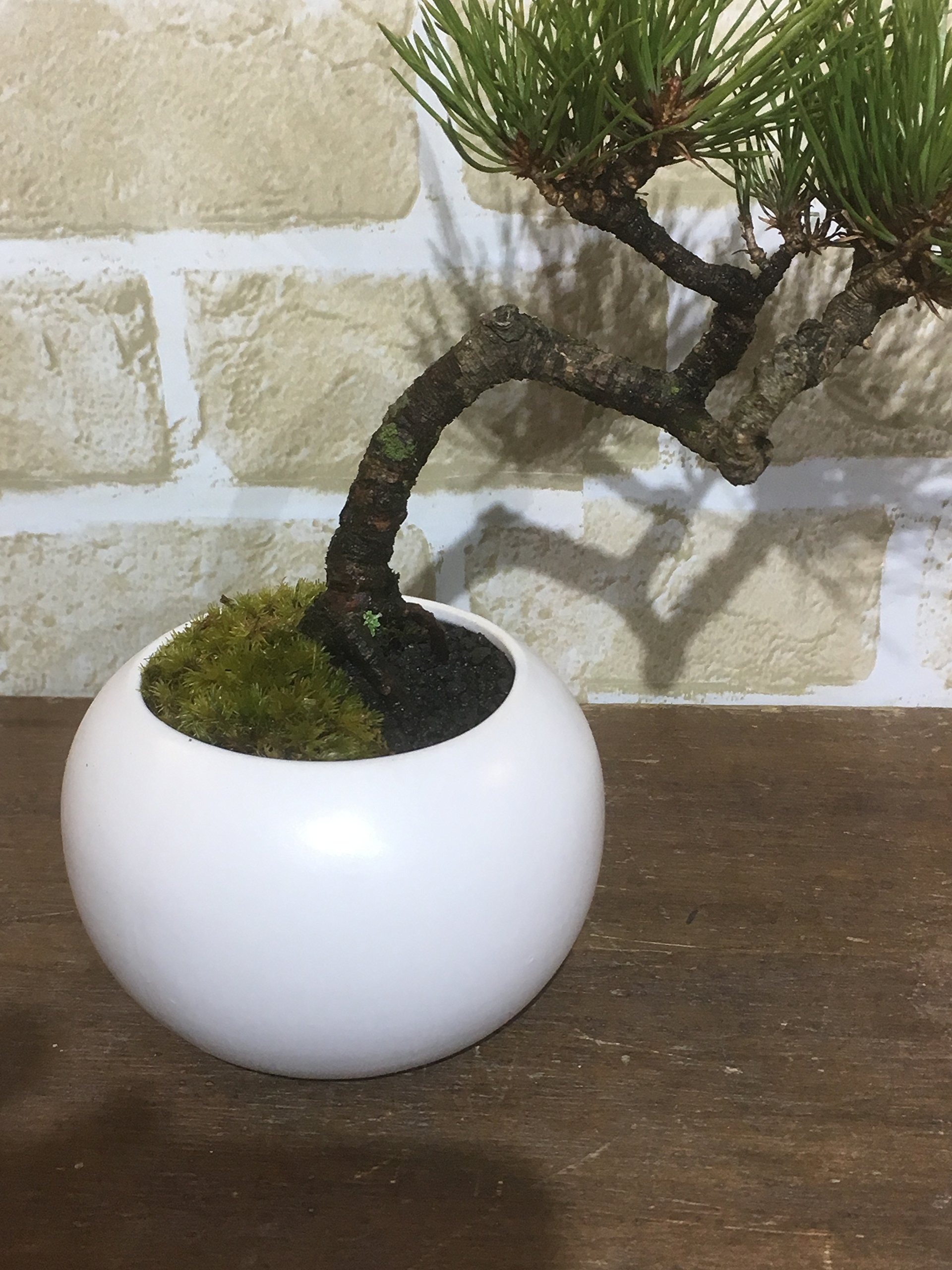 Amazon.co.jp: 赤松 盆栽 山採り素材 : DIY・工具・ガーデン