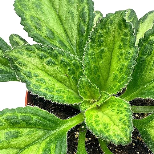 Miniatura 6 de BubbleBlooms Harmony's Patina Gesneriad Primulina Dryas, planta de chirita violeta africana de 6 pulgadas