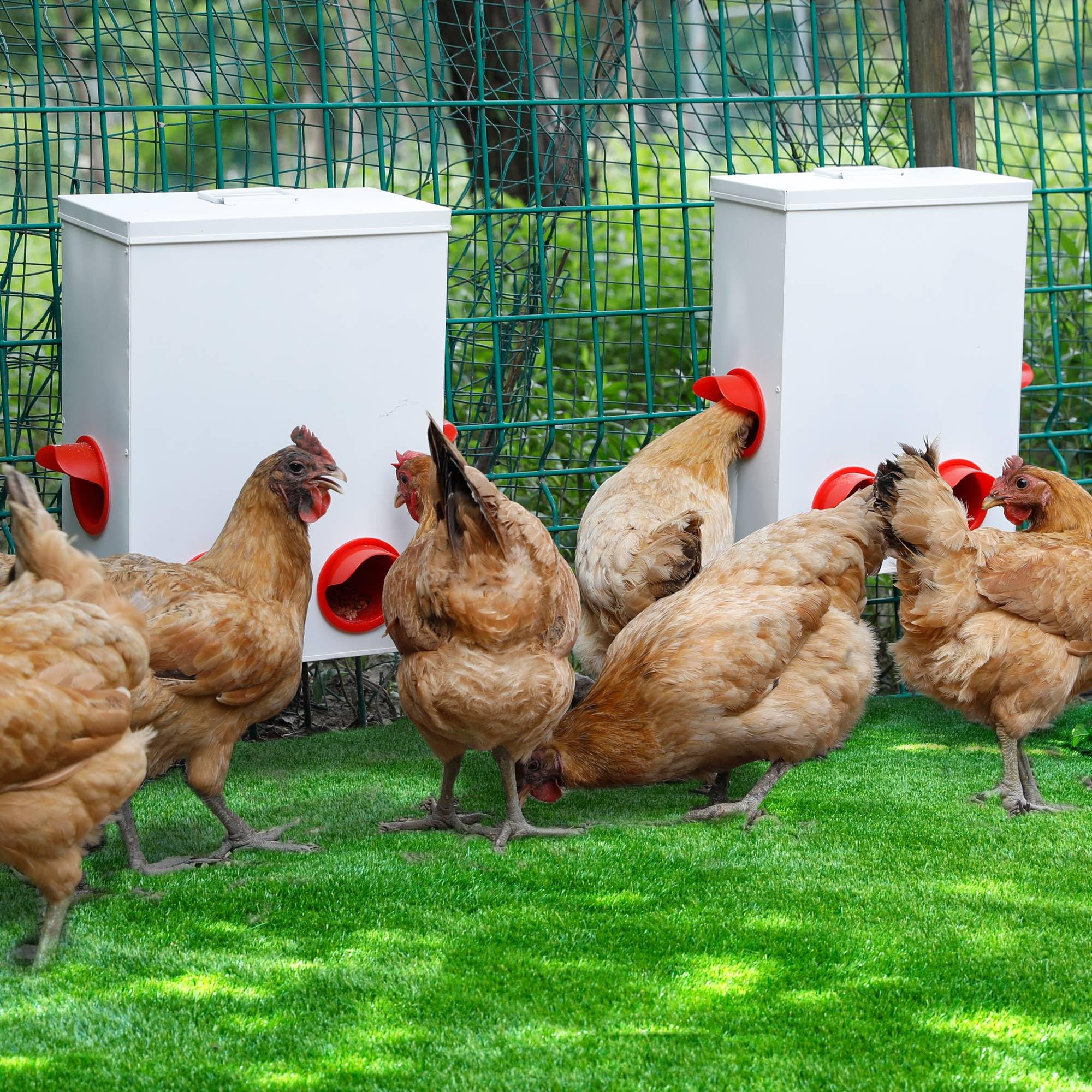 2 Piezas Comedero para Pollos Alimentador automático de Pollo de 6 y 9 kg, Metal Dispensador De Pienso, Comedero gallinas de Colgante o Suelo, sin Desperdicio, Patos, Aves de Corral