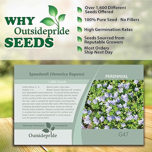 Miniatura 5 de Outsidepride 500 semillas perennes Veronica Creeping Speedwell Ground Cover Seeds para plantar