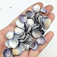 Vista 2 de PEPPERLONELY Pequeñas conchas de almeja violeta, 8 oz aprox. 1/2 pulgada ~ 3/4 pulgadas