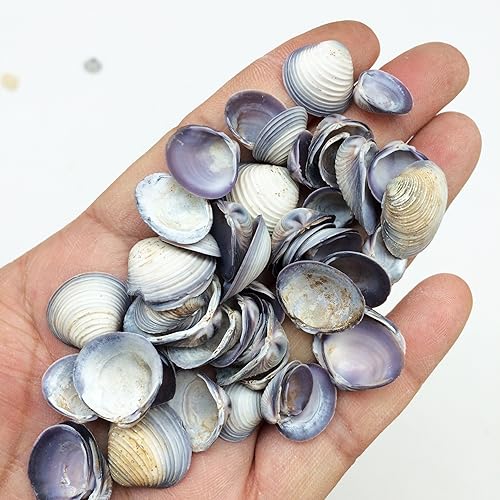 Miniatura 2 de PEPPERLONELY Pequeñas conchas de almeja violeta, 8 oz aprox. 12 pulgada  34 pulgadas