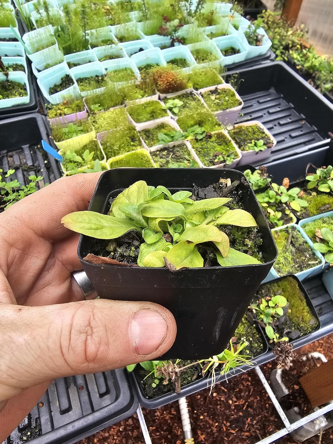 2pack heal-All, self-heal Live Plants Prunella vulgaris