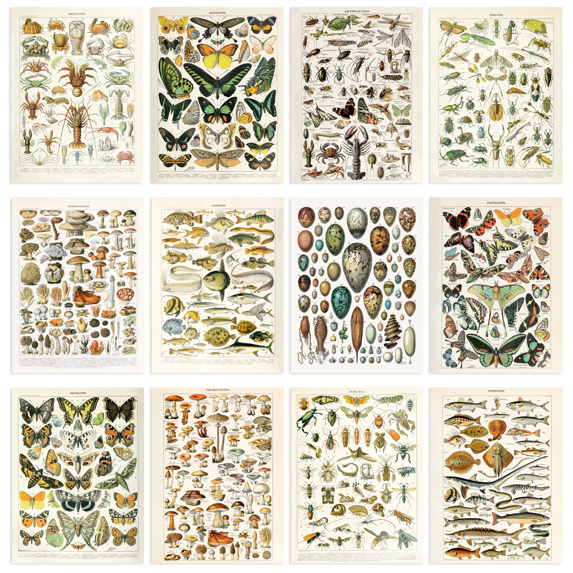 Artery8 Millot Encyclopaedia Mushroom Butterfly Beetle Wall Art Print - 30 x 41cm - 12 Pack