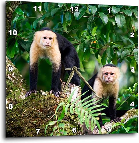 3D Rose Capuchin Monkeys-Punta Banco-Costa Rica Reloj de Pared, 10" x 10"