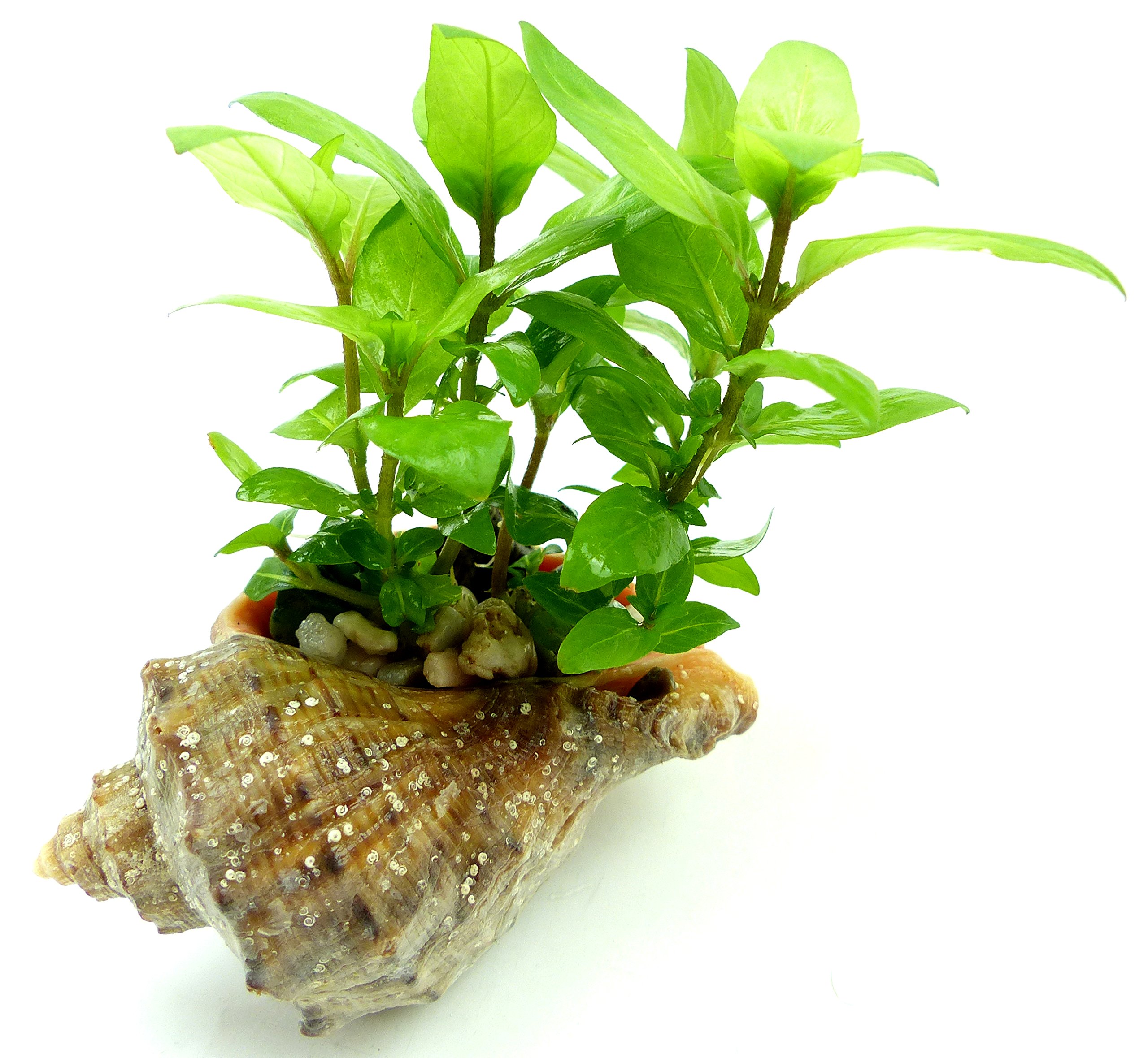 staurogyne repens (Kriechende Staurogyne) Ssswasser Pflanze Seekanne  Wasserpflanze Terrarium Pflanze : Amazon.de: Haustier