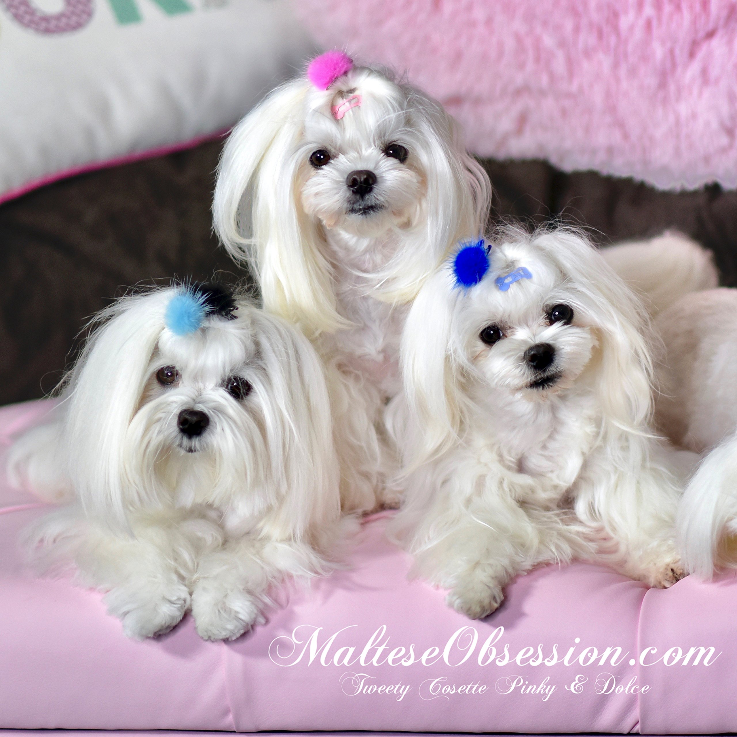 maltese obsession amazon