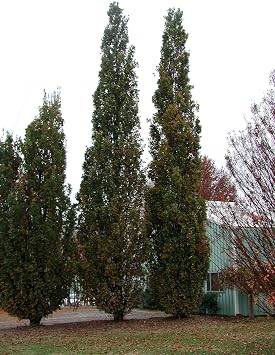 One 3-4 ft Tall 3 Year Old Quercus robur Fastigiata, Columnar English Oak, Bare Root, dormant