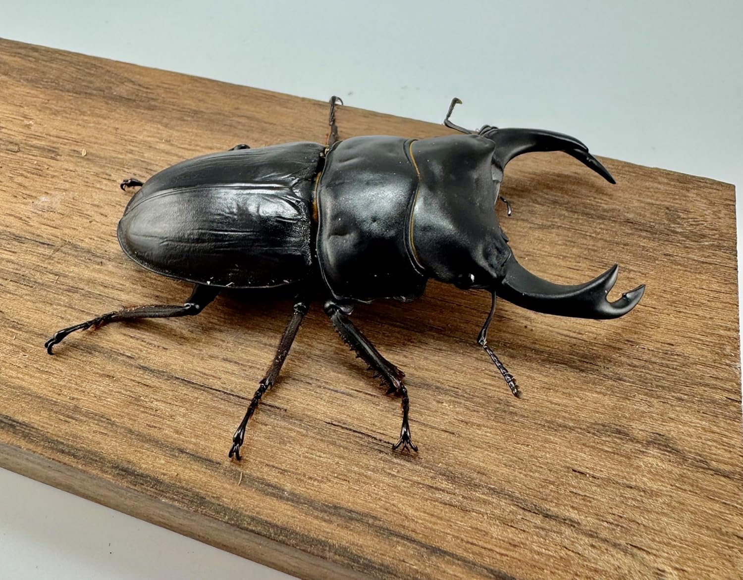 SDGモダン3D水彩画「野菜の国から」 SDGモダン3D水彩画「野菜の国から」