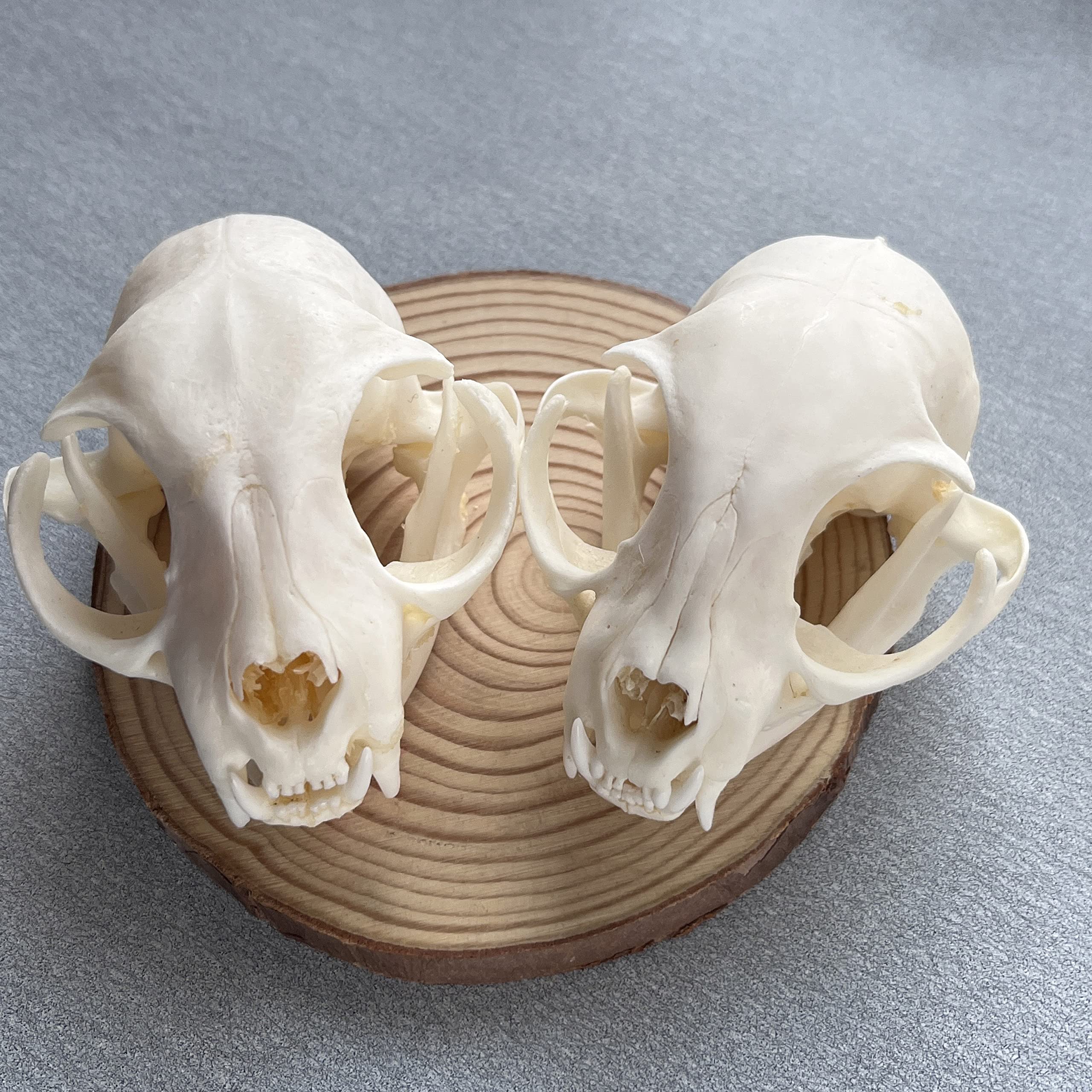 Amazon.com: ZCZC Taxidermy Real Animal Skull, Animal Bones Real