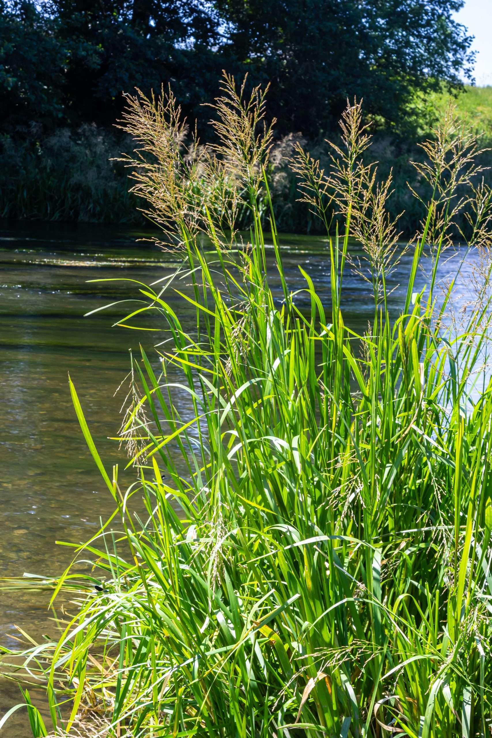 Lincolnshire Pond Plants Ltd - Glyceria Maxima (Reed Sweet Grass) - Marginal Pond Plants - MP040-3/3 x 1Ltr