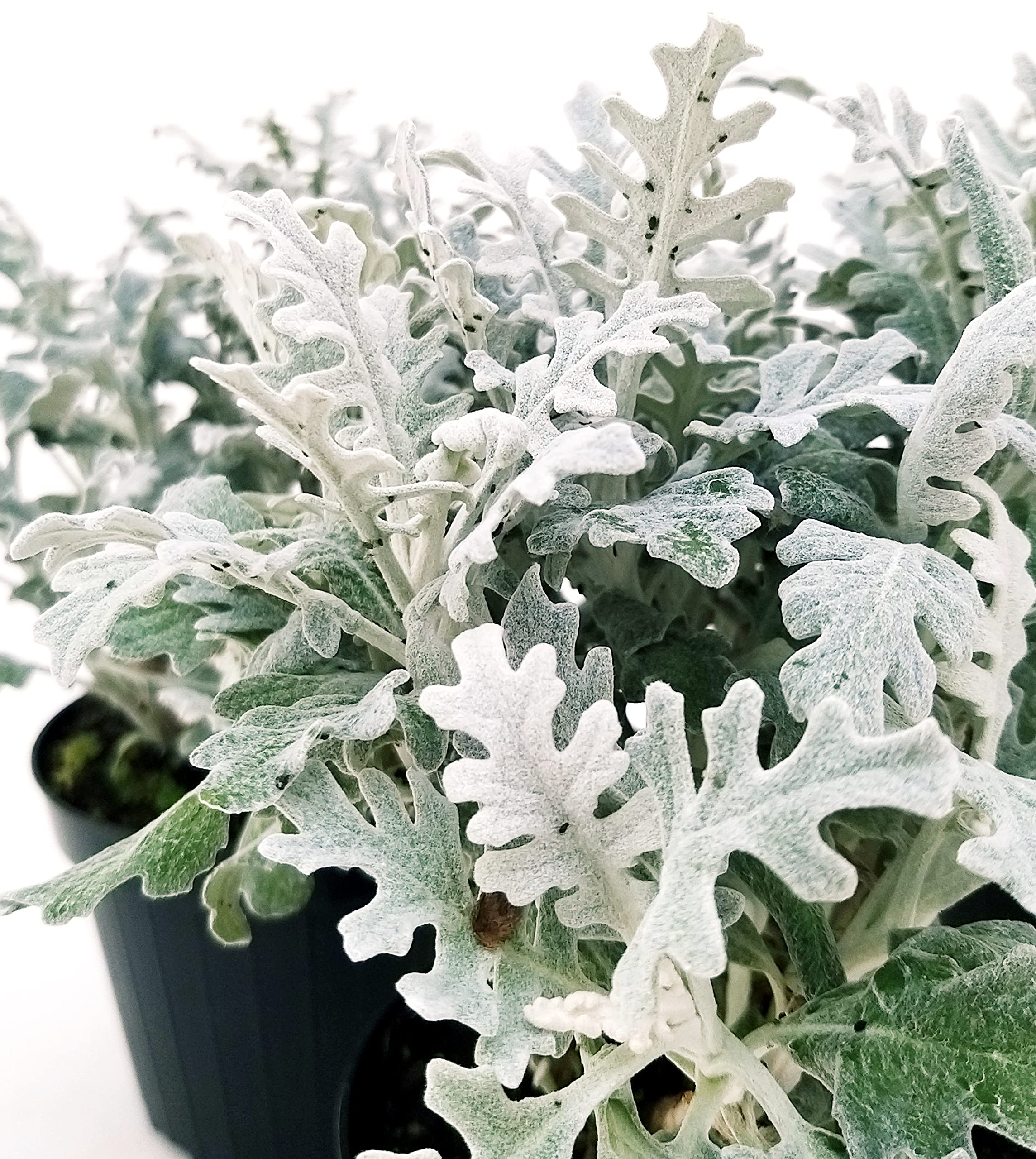 Cineraria Marittima - Pianta da Esterno H. 45 cm in Vaso 24 cm - i