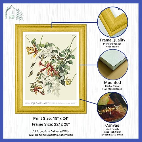 Vista 65 de Towee Bunting by James Audubon - Marco biselado negro de 12 x 16 pulgadas, decoración artística enmarcada para pared, reproducción de pinturas