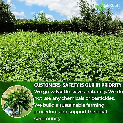 Miniatura 5 de 135 bolsas de té de hoja de ortiga premium, 100% natural y puro, té de hoja de ortiga, té de hoja de ortiga, ortiga quemada, ortiga picante, té de