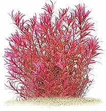 Rotala rotundifolia 'Singapore Blood Red' in Vitro XL - 8.5 cm Cup Size - Background Water Plants for Aquariums