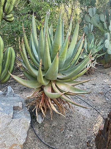 Miniatura 5 de Cactus Outlet Planta de aloe vera  Planta viva de interior y exterior  Planta de casa de aloe  Aloe Ferox  Planta viva lista para paisaje entregada