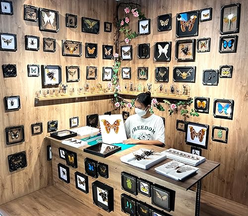 Miniatura 6 de Caja de sombra de polilla de cabeza de muerte enmarcada real única taxidermia extrañeza espécimen entomología insecto brujería decoración gótica