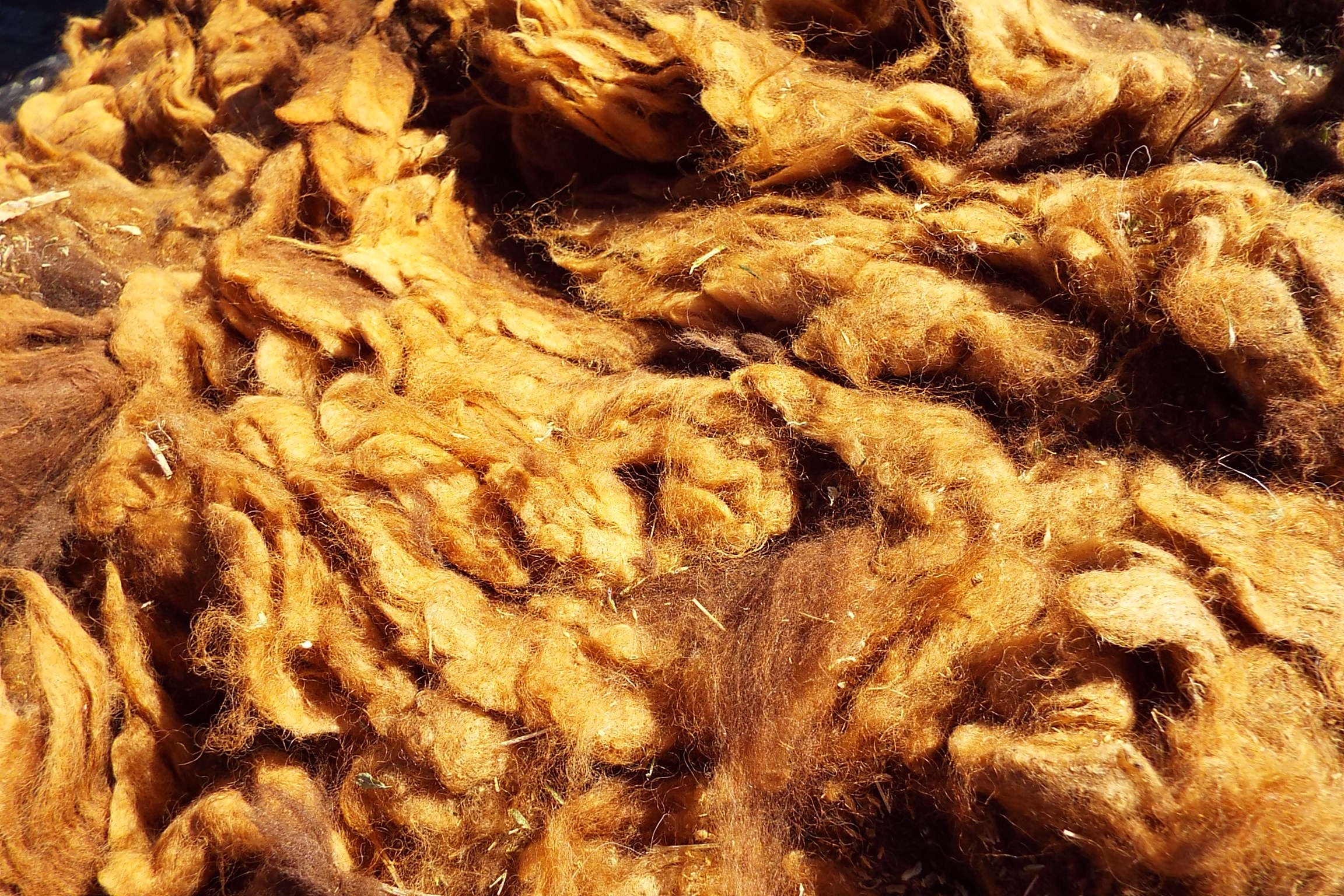 Raw Navajo-Churro Sheep Wool - Dark Brown with Lighter Tips - 6 ounces of Raw Unprocessed Wool