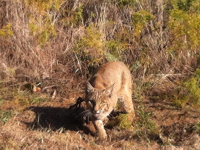 Duke Traps Raccoon Cage Trap Patio, Lawn & Garden