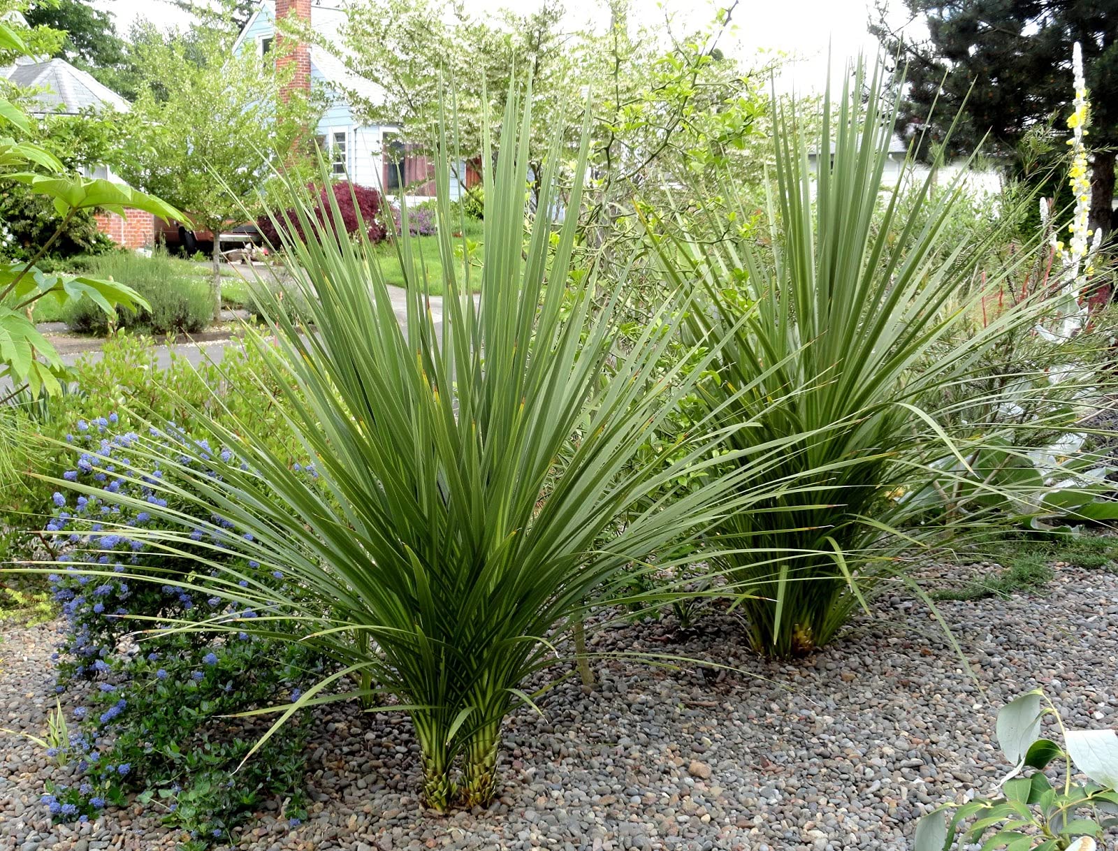 Blue Spike Plant Seeds (Cordyline indivisa) Mountain Cabbage Tree (10 Seeds)