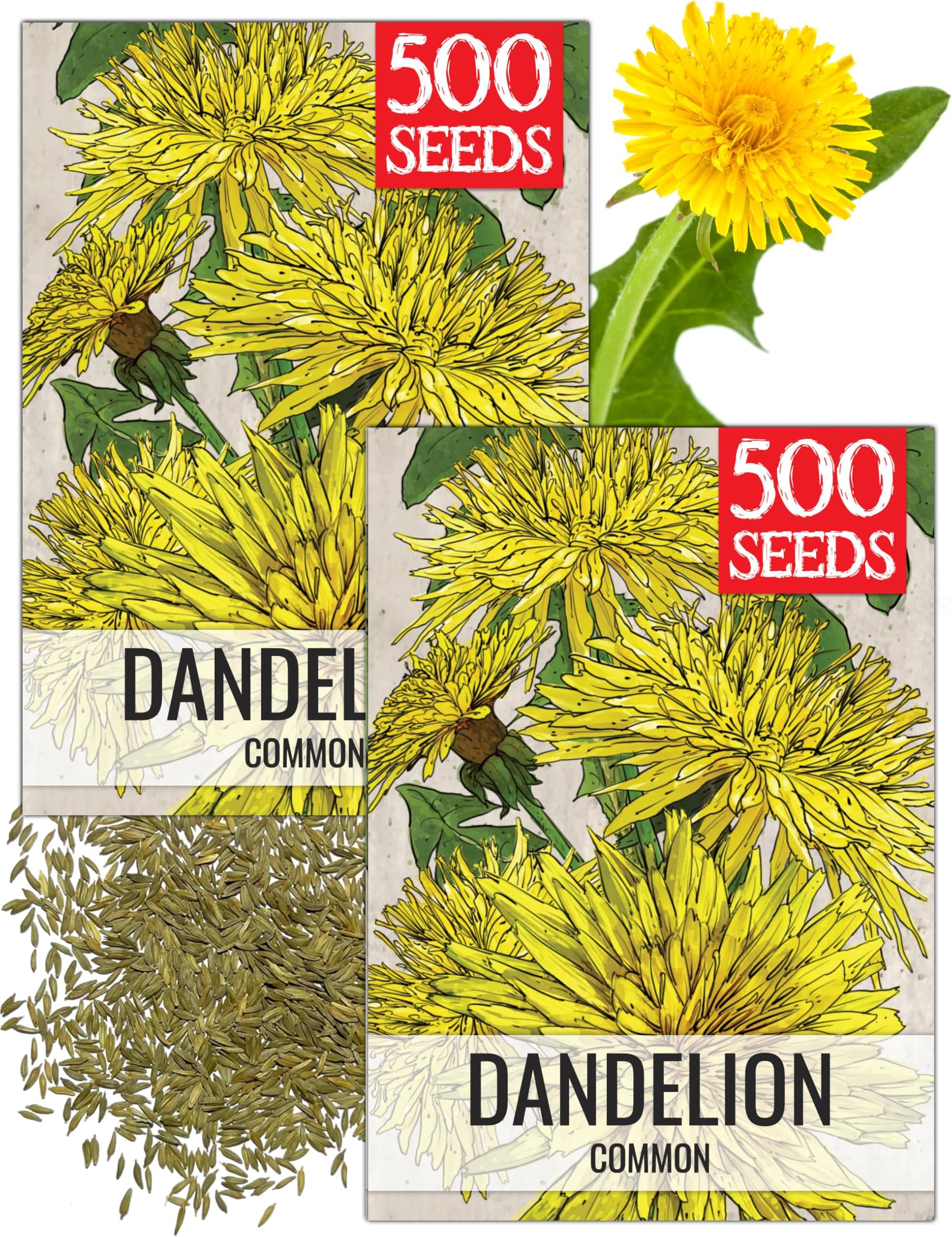 Seed Needs Dandelion Seeds for Planting Traxacum officinale - Non-GMO Heirloom & Untreated Garden Seed to Plant Dandelions for Herbal Uses & Edible Salads (2 Packs (1,000 Seeds))