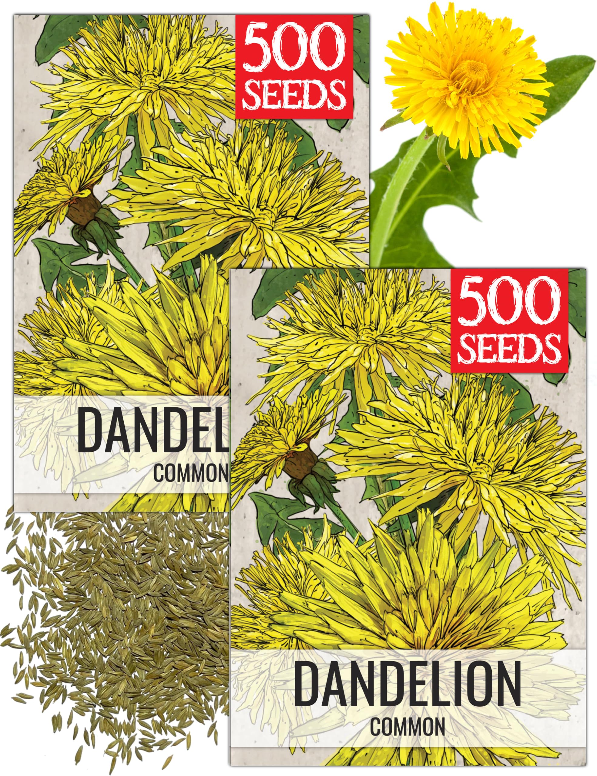 Amazon.com : Seed Needs Dandelion Seeds for Planting Traxacum