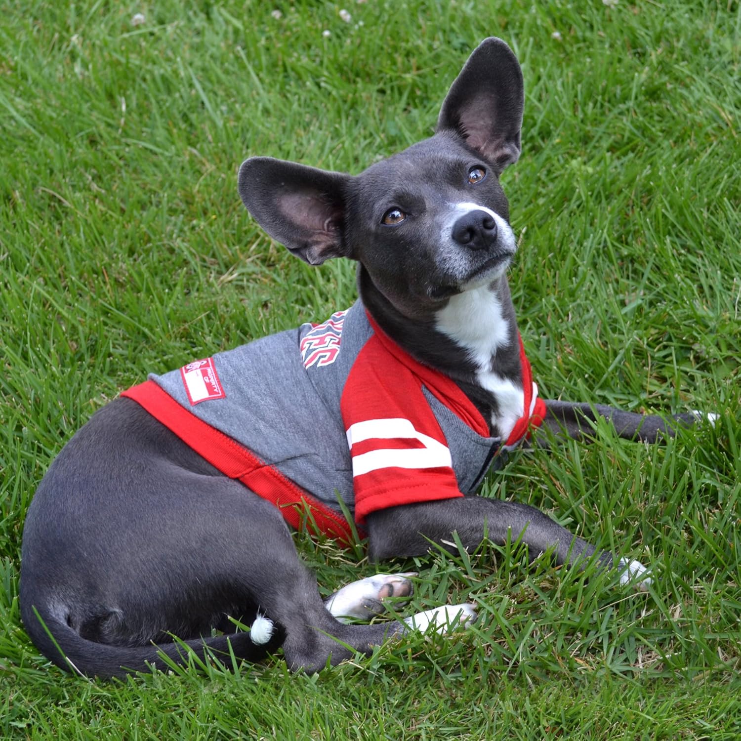 osu dog sweater