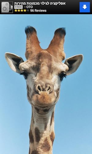 Sons de Animais para Crianças