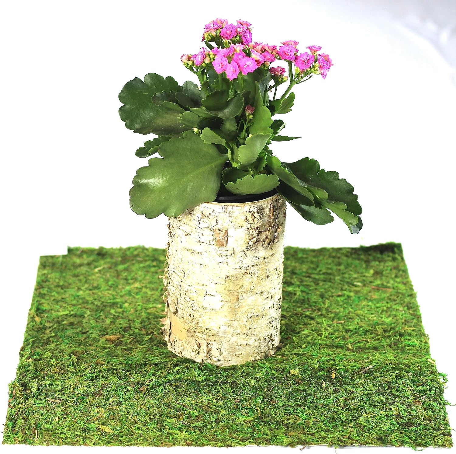 Preserved Moss Runner and Mats (18in x 16in mat)