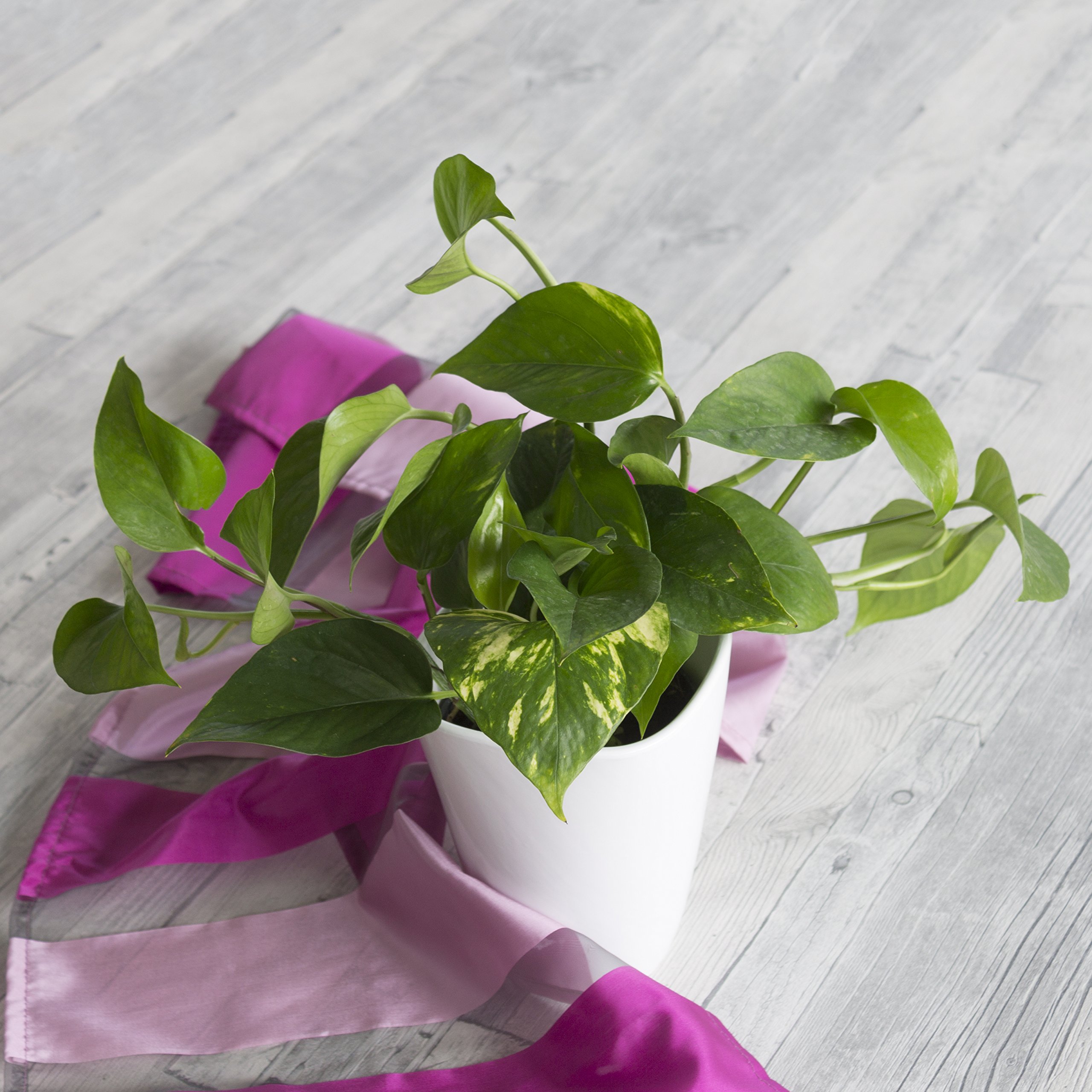 Dominik Blumen und Pflanzen, Efeutute, Epipremnum aureum, 2 Pflanzen,  Zimmerpflanzen, rankend, Ampelpflanzen : Amazon.de: Garten