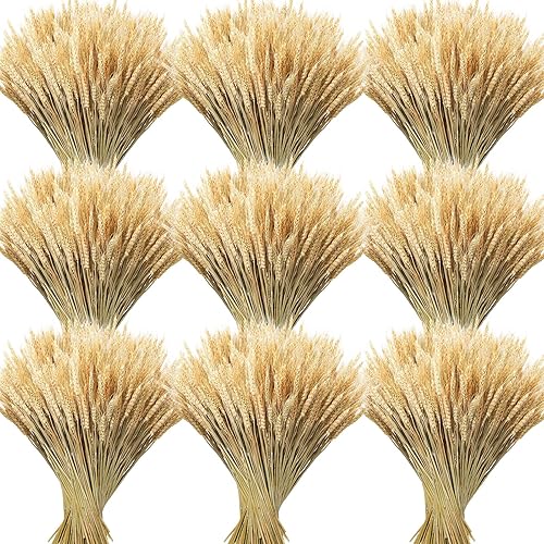 Geosar 800 Stems Dried Wheat Stalks for Decor Natural Wheat